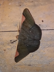 Sphacelodes vulneraria