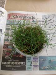 Zoysia matrella