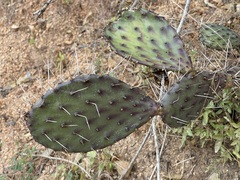 Opuntia bravoana