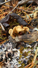 Cudoniaceae