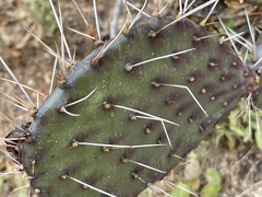 Opuntia bravoana