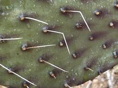 Opuntia bravoana