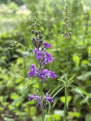 Linaria purpurea