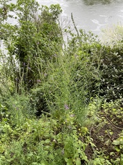 Linaria purpurea