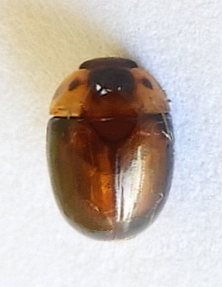 Pallodes plateosus