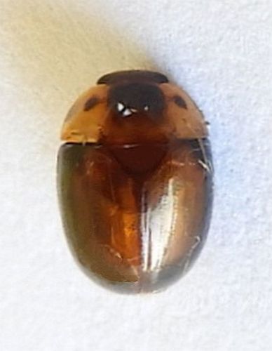 Pallodes plateosus