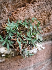 Pellaea glabella simplex