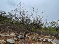 Bursera cerasiifolia