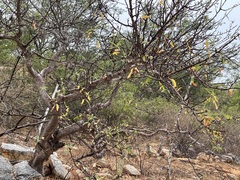 Bursera cerasiifolia