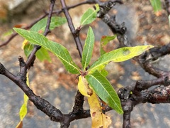 Bursera cerasiifolia