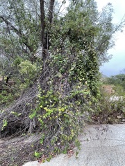 Vitis peninsularis