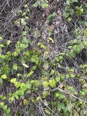 Vitis peninsularis