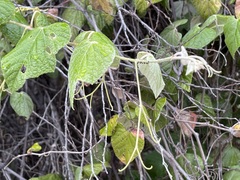 Vitis peninsularis