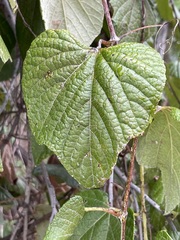 Vitis peninsularis