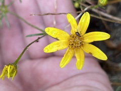 Bidens xanti
