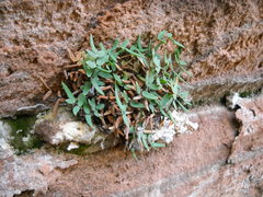 Pellaea glabella simplex