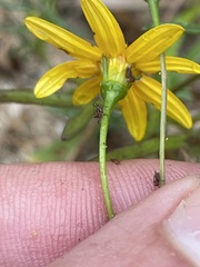 Bidens xanti
