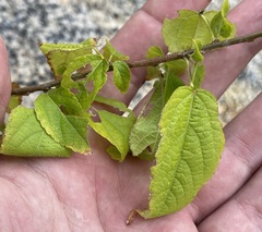 Acalypha filipes