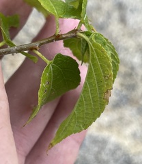 Acalypha filipes