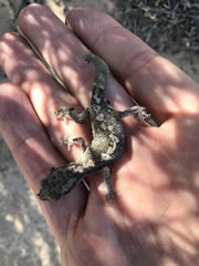 Diplodactylus calcicolus