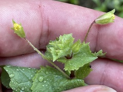 Erythranthe lagunensis