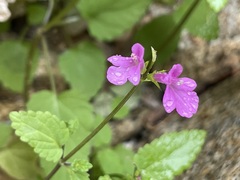 Stachys tenerrima
