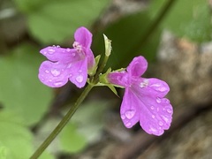 Stachys tenerrima