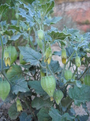 Physalis hederifolia fendleri