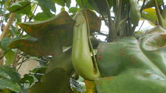 Nepenthes truncata