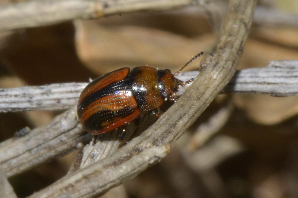 Spartophila