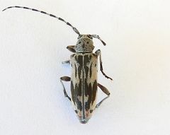 Tigrinestola tigrina