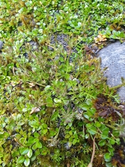 Chaerophyllum ramosum