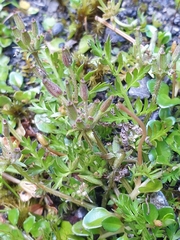 Chaerophyllum ramosum