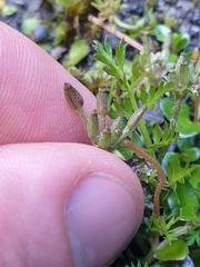 Chaerophyllum ramosum