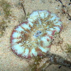 Stichodactyla tapetum