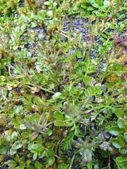 Chaerophyllum ramosum