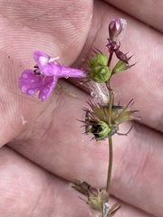 Stachys tenerrima