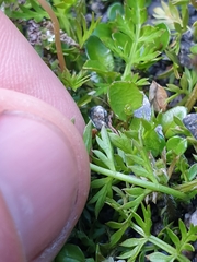 Chaerophyllum ramosum