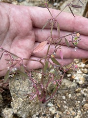 Euphorbia lagunensis