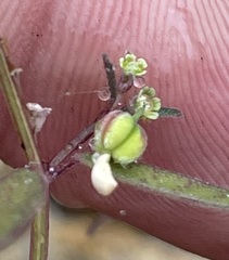 Euphorbia lagunensis