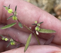Euphorbia lagunensis