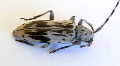 Tigrinestola tigrina