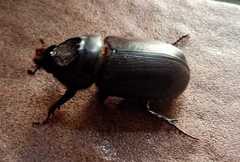 Oryctes rhinoceros