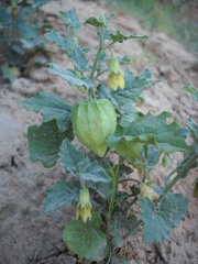 Physalis hederifolia fendleri