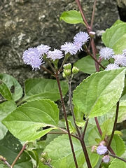 Ageratum littorale