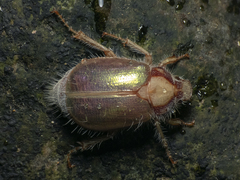 Phytholaema mutabilis