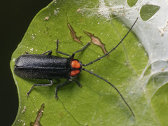 Pyractonema