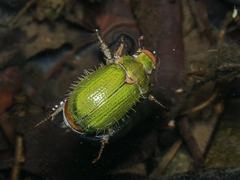 Brachysternus prasinus