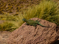 Liolaemus puritamensis