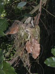 Sephanoides sephaniodes